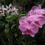                                                     Orchidee