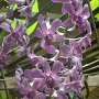                                Orchidee