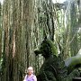                                Monkeyforest - Ubud